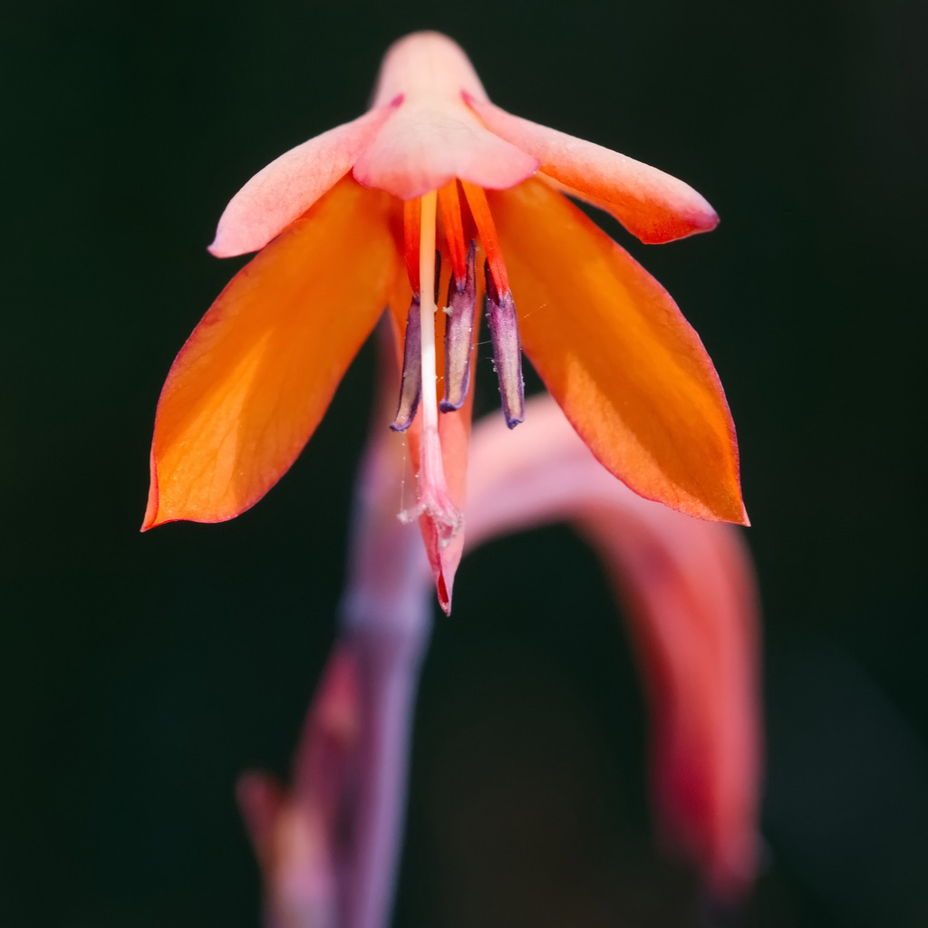 20230603_DSC05958_filter_1_1 | In diesem Shop werden vorwiegend künstlerisch hochstehende Aufnahmen aus dem Bereich der Naturfotografie zum Verkauf angeboten. - In this store mainly artistic high quality shots from the field of nature photography are offered for sale. - Realisiert mit Pictrs.com