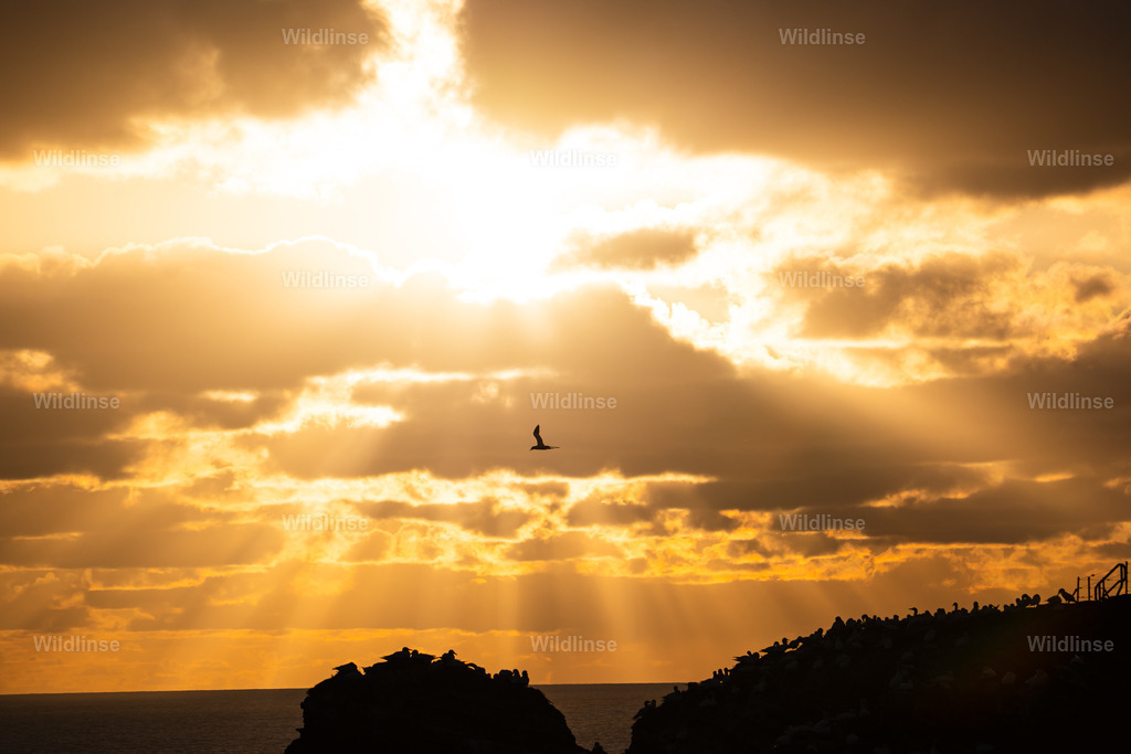 Wildlinse-240417-1 | Willkommen bei Wildlinse. Wildtierfotografien aus Schleswig-Holstein: Entdecke einzigartige Fine-Art-Prints und Poster, die Ruhe, Wildnis und die Schönheit unserer heimischen Tierwelt in dein Zuhause bringen. - Realisiert mit Pictrs.com