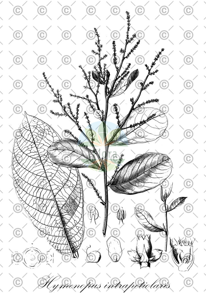 HistAbb_wfo-0000090280_1_ENZY_Simple | Historische Abbildung von Hymenopus intrapetiolaris - Chrysobalanaceae | Historical Illustration of Hymenopus intrapetiolaris - Chrysobalanaceae