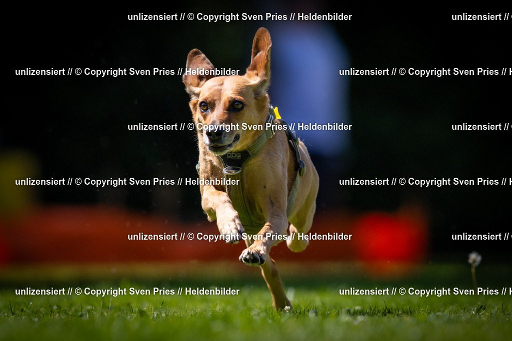 Sven Pries | 2025-08-10 - Hunderennen Durlach - Realisiert mit Pictrs.com