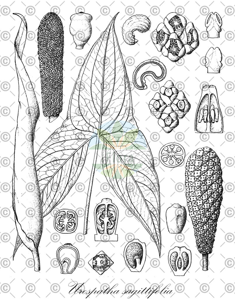 HistAbb_wfo-0000115536_1_ENZY_Simple | Historische Abbildung von Urospatha sagittifolia - Araceae | Historical Illustration of Urospatha sagittifolia - Araceae