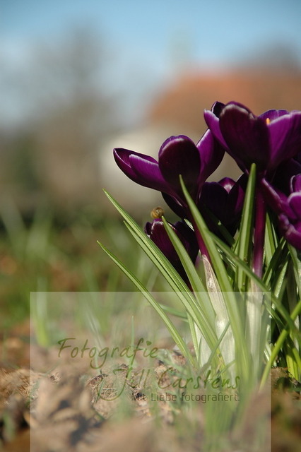 DSC_0070 | fotografie-jill-carstens