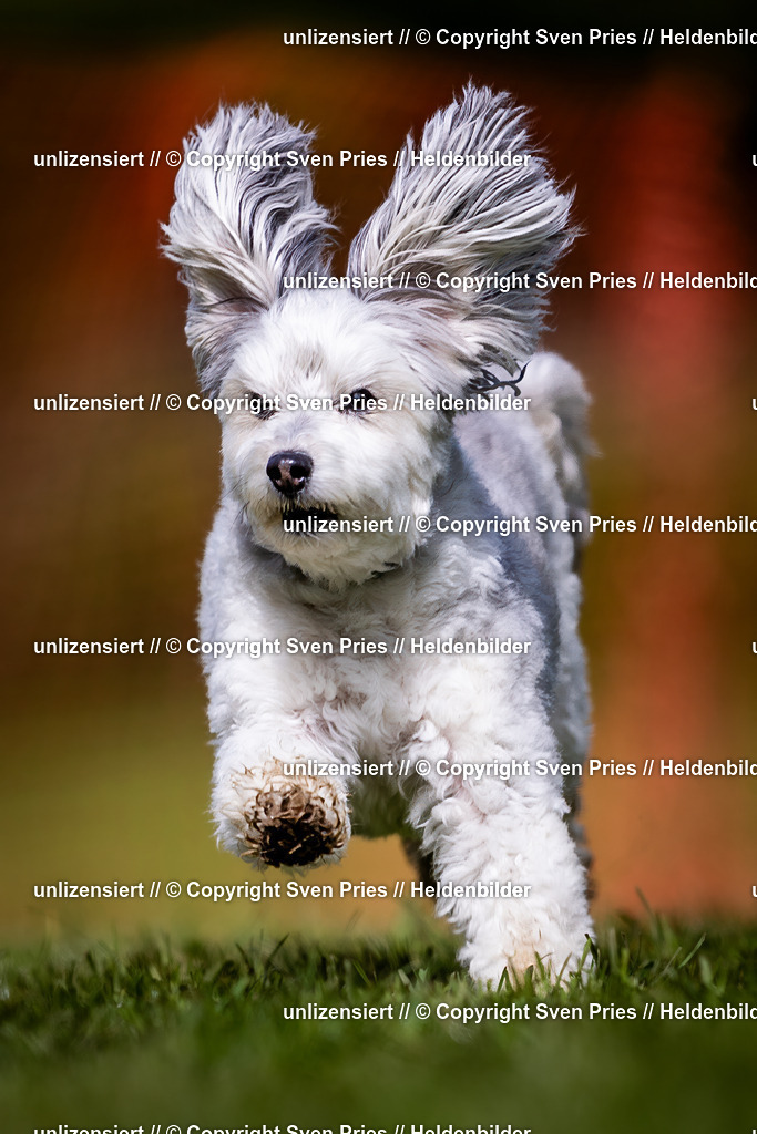 Sven Pries | 2024-04-21 - Hunderennen Baden-Oos
Foto: Sven Pries - Realisiert mit Pictrs.com