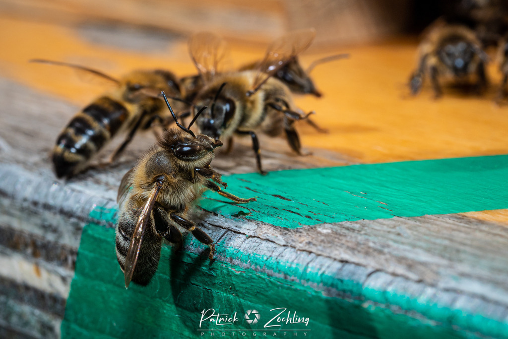 Workingbees-Zöchling (3) | Patrick Zöchling - Realisiert mit Pictrs.com