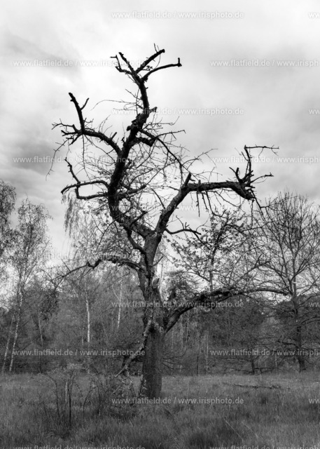 Baumskulptur | Baumskulptur | Skulptur der Natur | Schwanheimer Dünen, Frankfurt