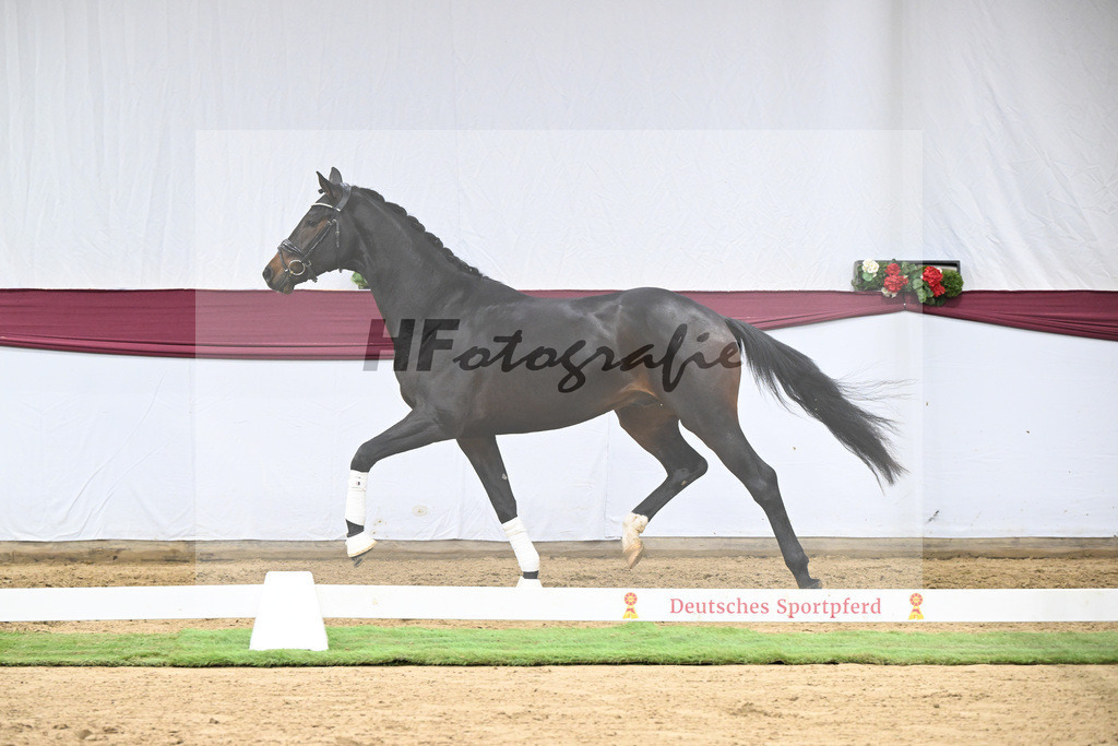 Kat-Nr. 128 Vitalis x De Kooning_Stall Buchenhof_47254269 | hf-fotografie - Realisiert mit Pictrs.com