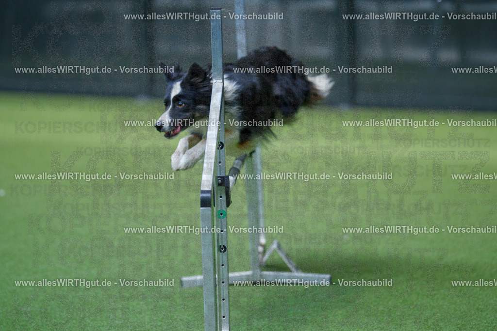 @allesWIRTHgut_Tierfotografie - www.allesWIRTHgut.de - 2604261506-7R504511 | Professionelle Tierfotografie in Mönchengladbach von Daniel Wirth (allesWIRTHgut). Liebevolle & natürliche Bilder von Hunden & Katzen für unvergessliche Erinnerungen.