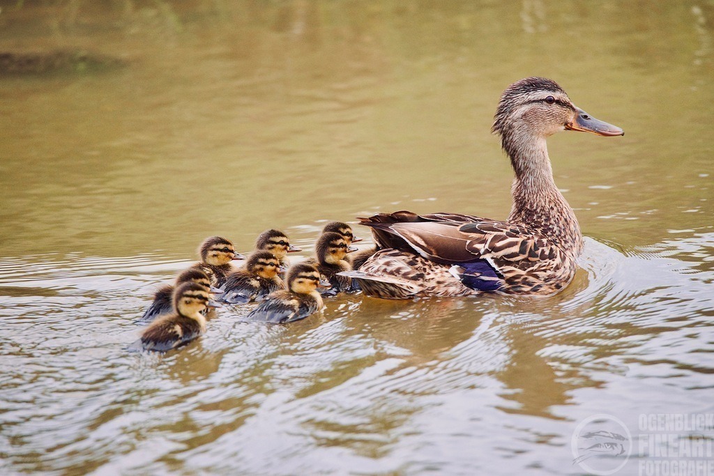 DSC00967 | Björn Thiemann; Ogenblick.de; Fotografie; Photograph; Landscape, Pellworm, Schleswig-Holstein; Inselfotograf; Inselfotografien; Wattenmeer; National-Park; Naturschutzgebiet; Leuchtturm; Lighthouse; Leinwandbilder; Kalender; Pellworm Kalender;  - Realisiert mit Pictrs.com