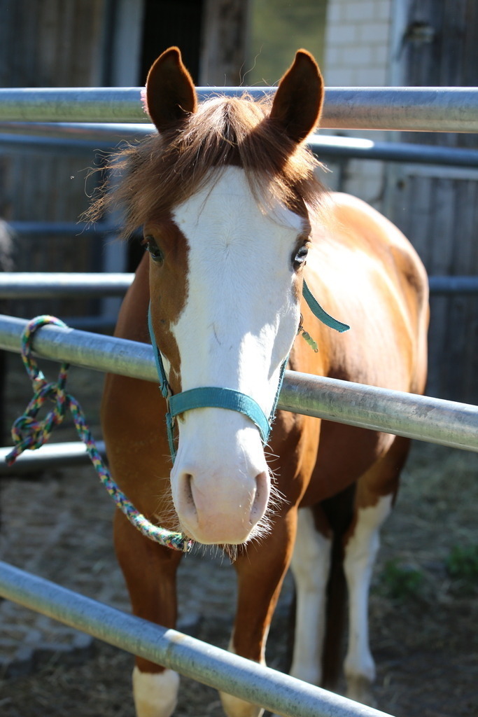 DL2Q3096 | Willkommen bei Brunnmayr - Design & Fotografie – Ihrem Spezialisten für Reitturniere und Pferdeveranstaltungen in Oberösterreich, Salzburg und Bayern! Seit über 17 Jahren sind wir leidenschaftlich dabei.