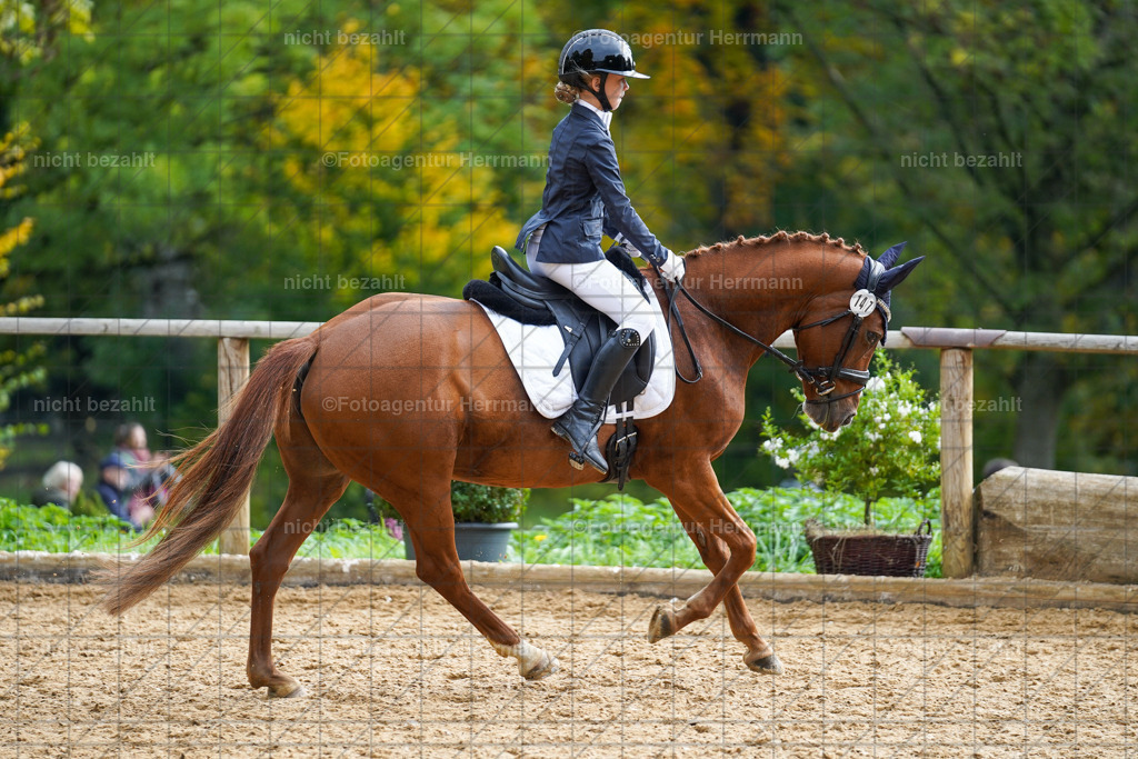 20221008-FAH01360 | Diessen am Ammersee, 2022, Dressur- und Springturnier, Reitsportbilder, Turnierfotografen Bayern, Pferdefotografen, Fotoagentur Herrmann, Turnierbilder