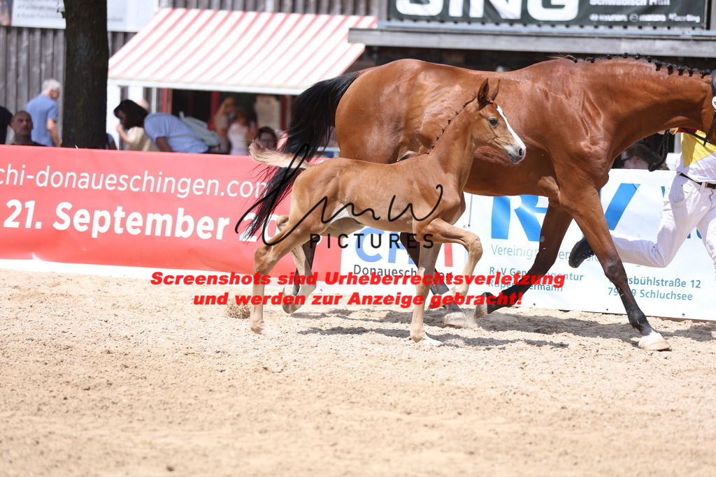 Fohlenschau_Schwäbisch_Hall_springbetonte_Fohlen_KN 28_3 | lmwpictures - Realisiert mit Pictrs.com