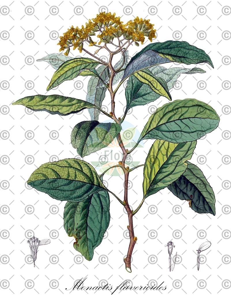 HistAbb_wfo-0000373075_1_ENZY_Simple | Historische Abbildung von Monactis flaverioides - Asteraceae | Historical Illustration of Monactis flaverioides - Asteraceae