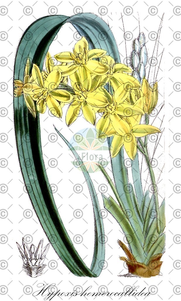 HistAbb_wfo-0001038602_1_ENZY_Simple | Historische Abbildung von Hypoxis hemerocallidea - Hypoxidaceae | Historical Illustration of Hypoxis hemerocallidea - Hypoxidaceae