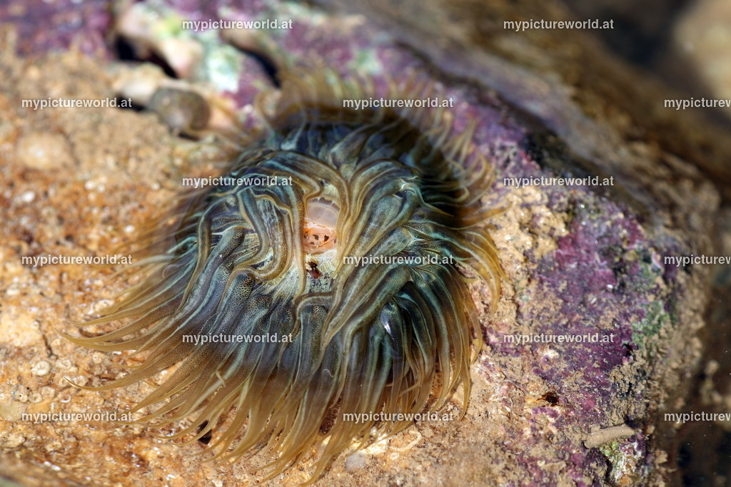 Pferdeaktinie-003 | Das Bilderarchiv über Tiere, Planzen und Landschaften. In der Bilddatenbank finden Sie ein große Auswahl an hochwertigen Bilder für Ihre Werbung - Realized with Pictrs.com