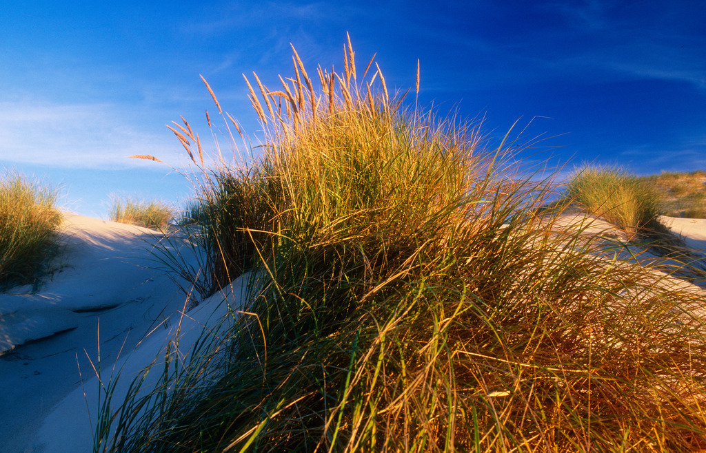 Dünen im Morgenlicht | Wittduen, Deutschland - October 21, 2010: Dünen im Morgenlicht. - Realisiert mit Pictrs.com
