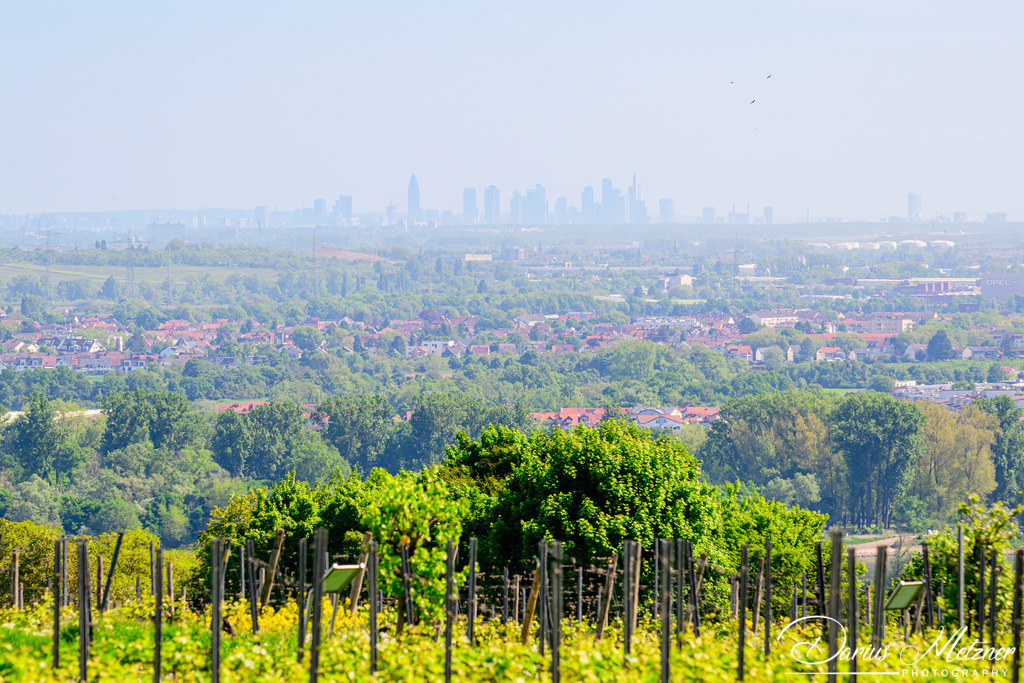 DSC_9639 | Fotografien, Fotos und Bilder aus Mainz, Frankfurt, Wiesbaden und anderen Orten auf der Welt - Fotografiert von Darius Metzner