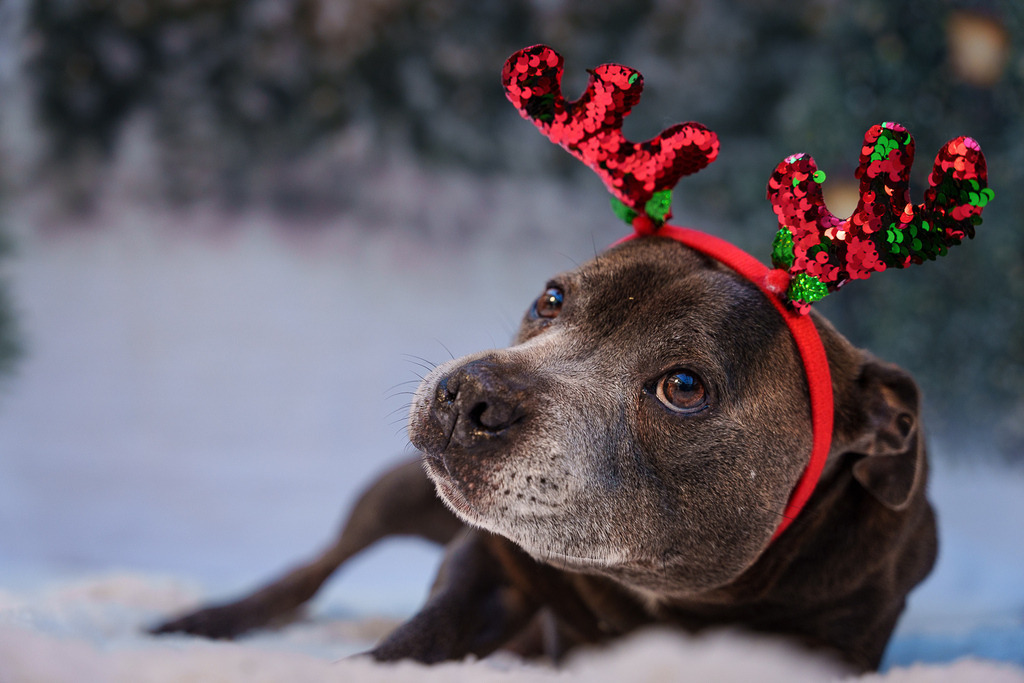 allesWIRTHgut Tierfotografie - 7IV07352 | Professionelle Tierfotografie in Mönchengladbach von Daniel Wirth (allesWIRTHgut). Liebevolle & natürliche Bilder von Hunden & Katzen für unvergessliche Erinnerungen.