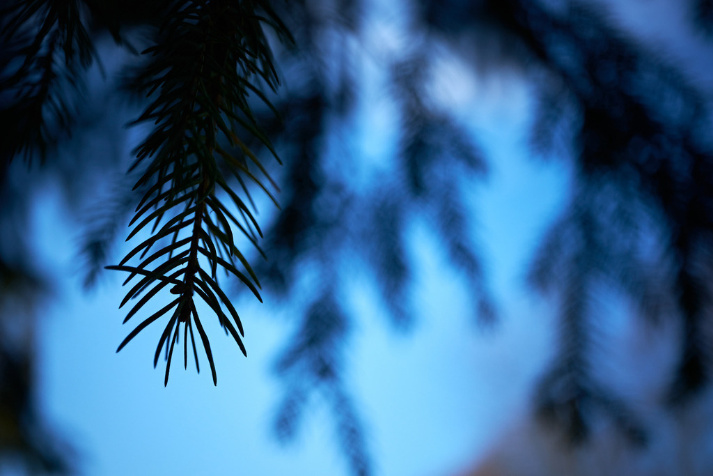 Nadelbaum Detail gegen blauen Himmel | Rauchwart, Austria - January 30, 2023: Nadelbaum Detail gegen blauen Himmel. - Realisiert mit Pictrs.com