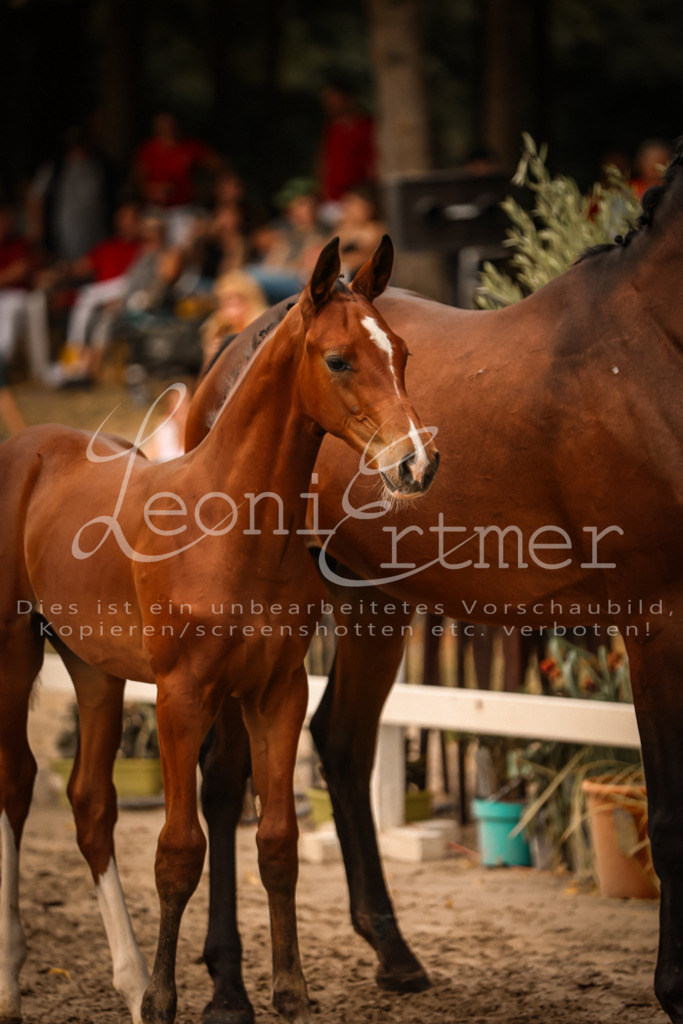 SaPA00221 | Leoni Ertmer Photography - Realisiert mit Pictrs.com