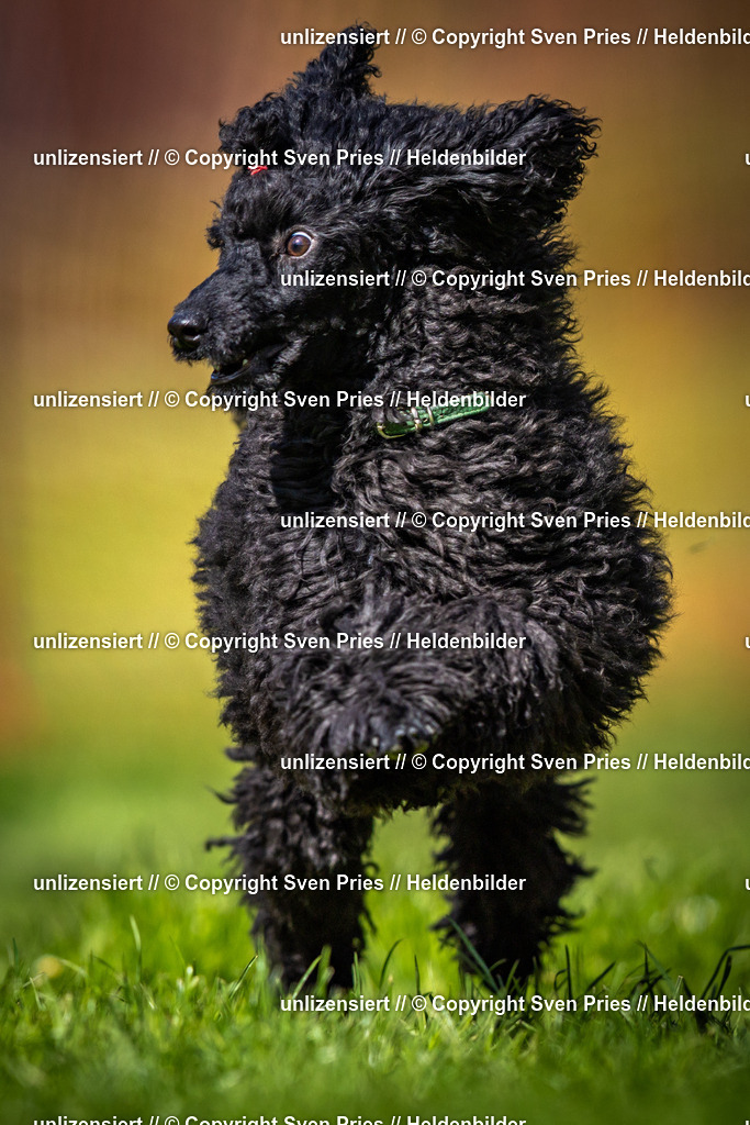 Sven Pries | 2025-04-13 - Hunderennen Baden-Baden - Realisiert mit Pictrs.com