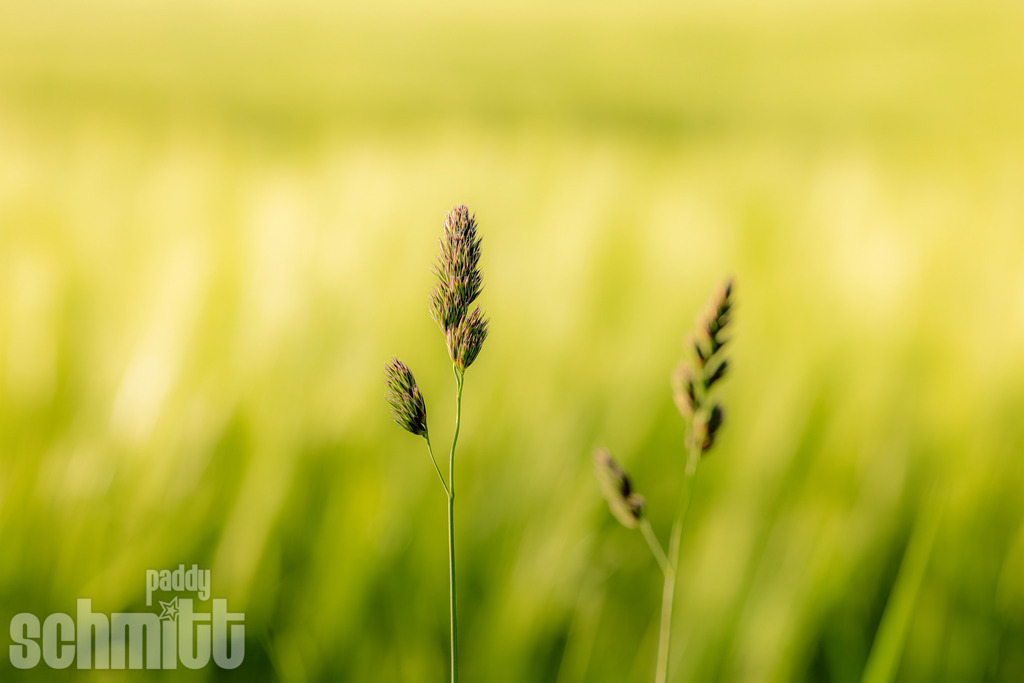 PS-Natur-2026-135 | Entdecke die größte Bildgalerie der Region mit Fotografien aus dem Allgäu, der Bodenseeregion, Oberschwaben, dem Donautal und der Schwäbischen Alb. Landschaften, Luftaufnahmen und Reisefotografie als Wandbild und Fotokunst. - Realisiert mit Pictrs.com