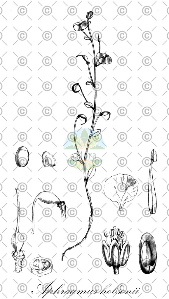 HistAbb_wfo-0000760848_1_ENZY_Simple | Historische Abbildung von Aphragmus hobsonii - Brassicaceae | Historical Illustration of Aphragmus hobsonii - Brassicaceae