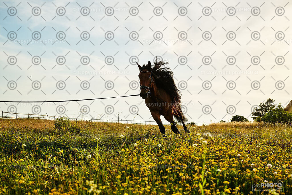 386_202406_Niki-Herodes_NZ9_0403 | proPHOTO - Realisiert mit Pictrs.com