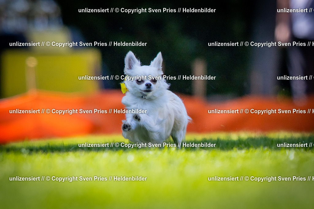 Sven Pries | 2025-08-10 - Hunderennen Durlach - Realisiert mit Pictrs.com