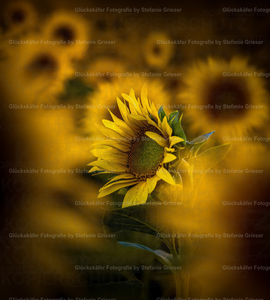 OQ0A0032 Kopie | Glückskäfer - Fotografie - Realisiert mit Pictrs.com