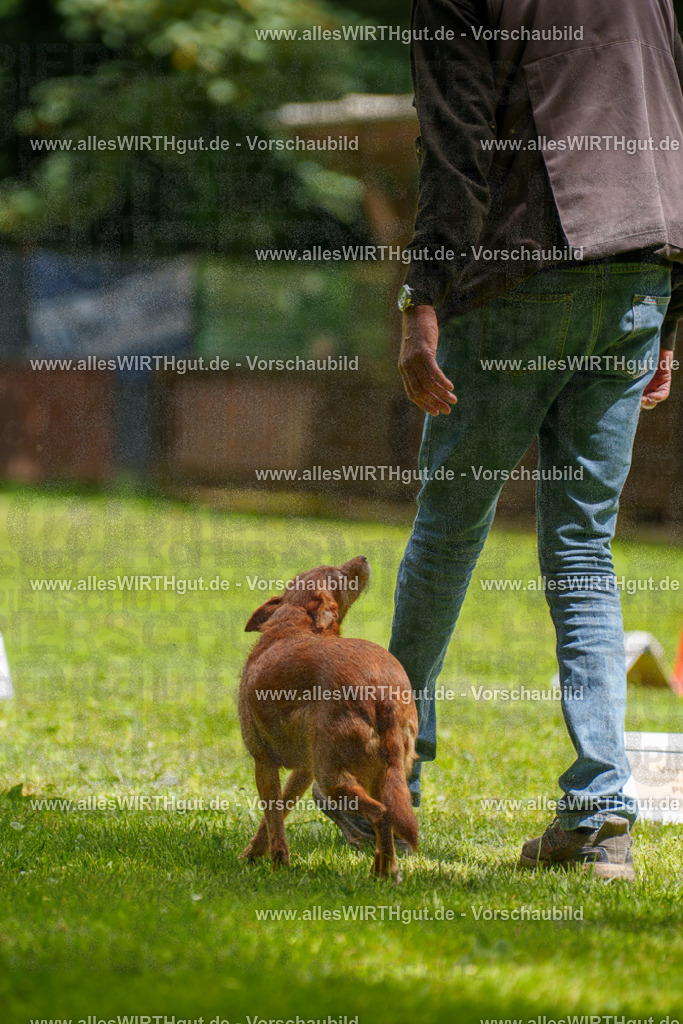 @allesWIRTHgut_Tierfotografie - www.allesWIRTHgut.de - 121754-7R508820 | Professionelle Tierfotografie in Mönchengladbach von Daniel Wirth (allesWIRTHgut). Liebevolle & natürliche Bilder von Hunden & Katzen für unvergessliche Erinnerungen.