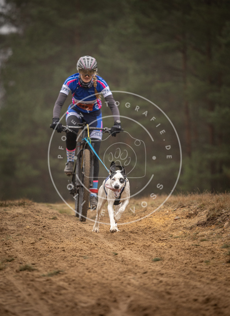 Pfotenfotografie_DV3A2903 | Hundefotografie, Tierfotograf, Pfotenfotografie, Fotoshooting Hund, Hunde Portrait, Hundesport, Hundeportraits, Heideshooting, Hunde, Sportfotograf, Hundefotograf, Turnierhundsport, THS,  - Realisiert mit Pictrs.com
