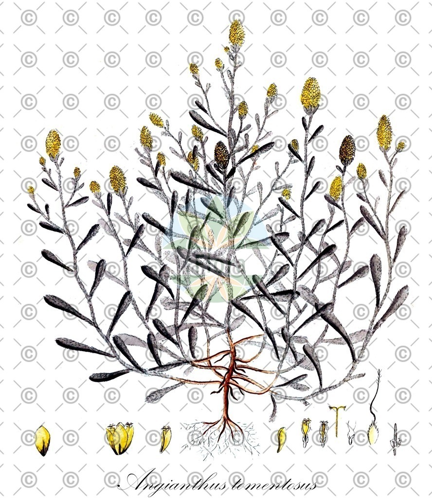 HistAbb_wfo-0000076260_2_ENZY_Simple | Historische Abbildung von Angianthus tomentosus - Asteraceae | Historical Illustration of Angianthus tomentosus - Asteraceae