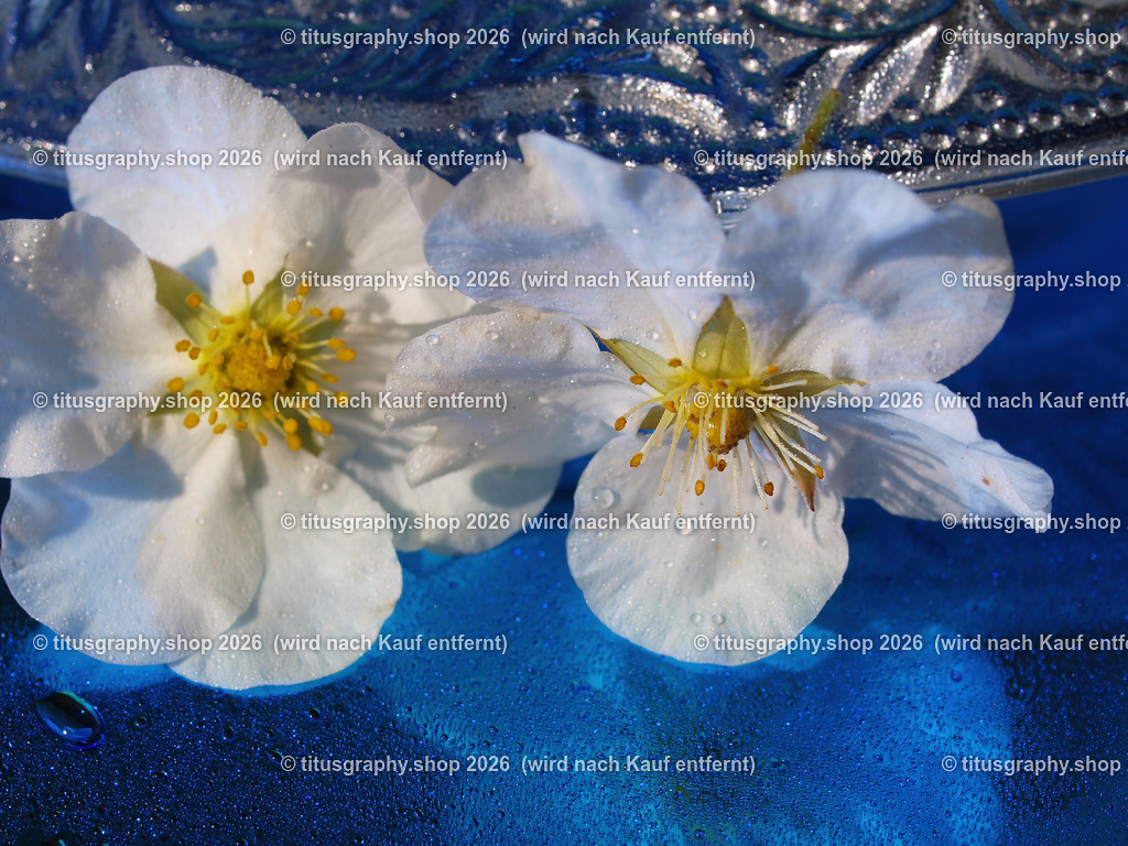 titusgraphy_P9221321-vz-ln | titusgraphy-shop: Geschenkideen mit Qualitätsfotos. titusgraphy-shop: gift ideas with quality photos. titusgraphy-shop: idées cadeaux avec photos de qualité.  - Realisiert mit Pictrs.com