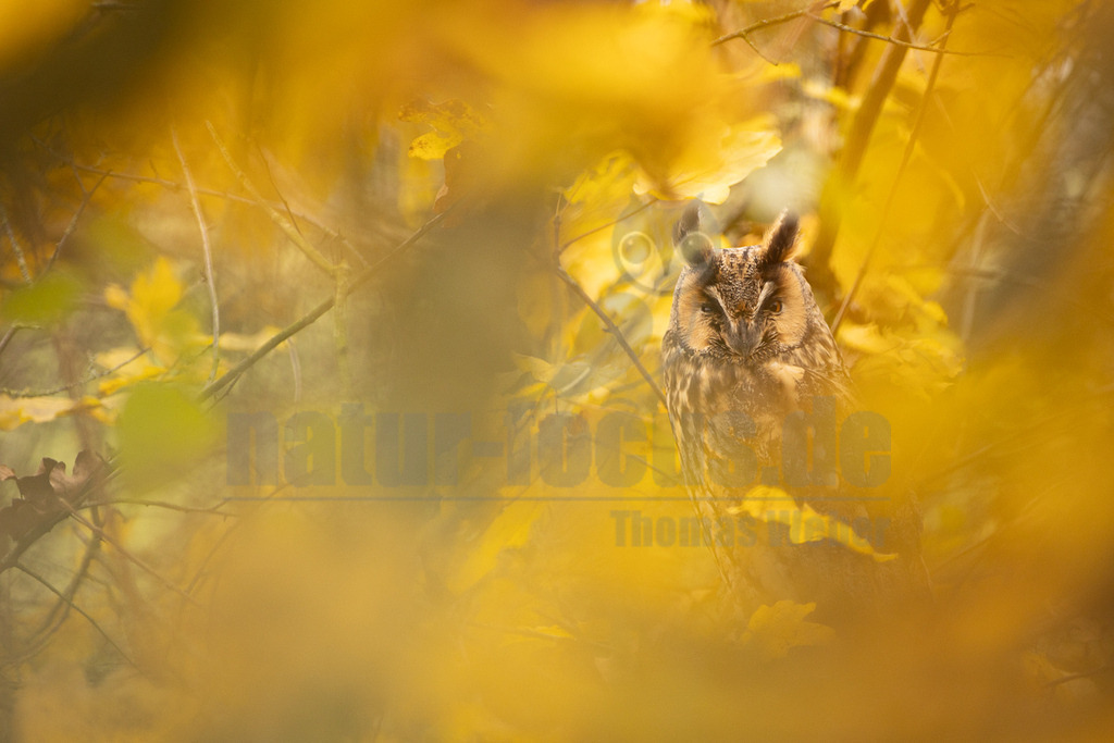 R5NF8184_20241116 | Die Waldohreule ist kleiner, schlanker und hat längere Flügel als der dickköpfige Waldkauz. Sie besitzt außerdem Federohren, der Waldkauz hingegen nicht.
Die Waldohreule hat orange- bis feurig-gelbe, der Waldkauz schwarze Augen. - Realisiert mit Pictrs.com