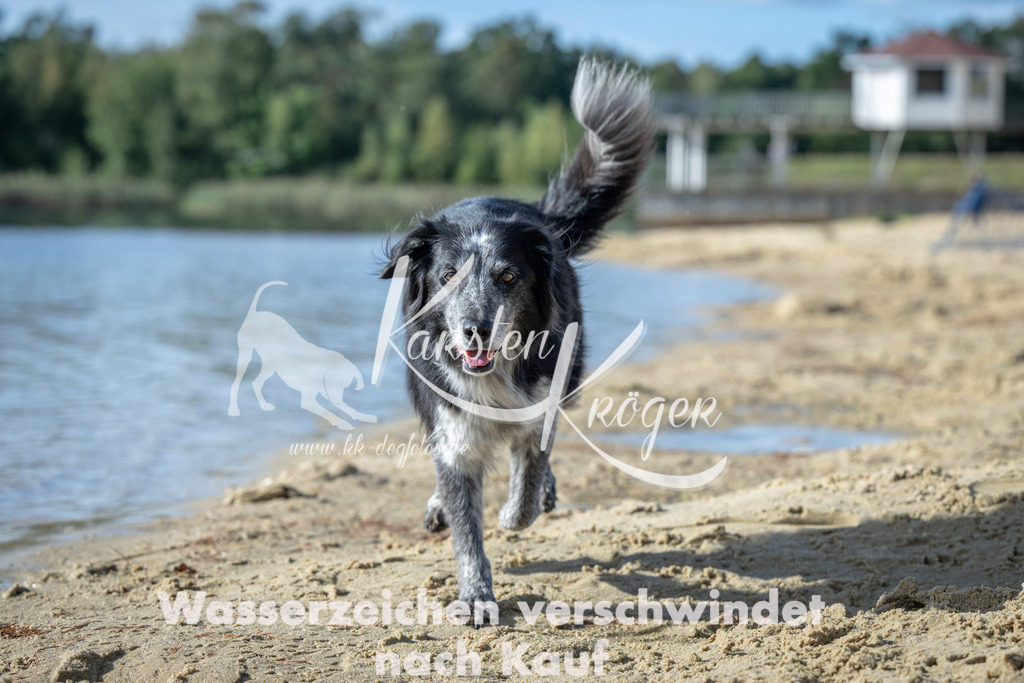 1444_ZZ91940 | kk-dogfotos