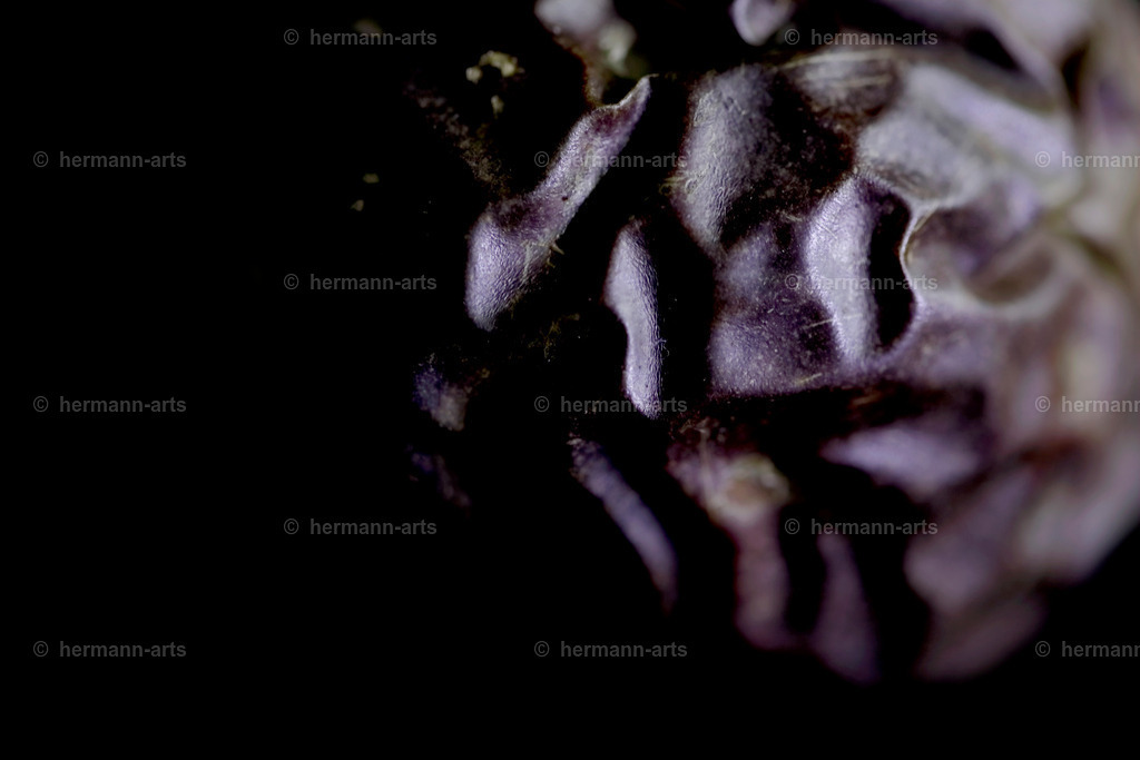 Fruits-Art-052 | Photo Foto Kunst Art schwarzweiss Bilder Rheine Münster Berlin Blumen 