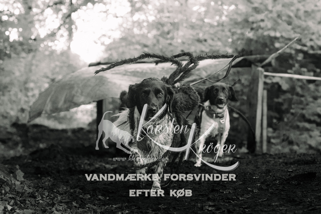 1405DZ6_0974Z6-2 | kk-dogfotos