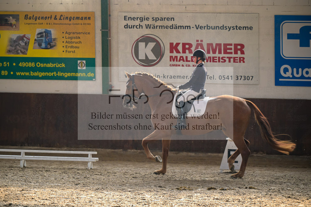 Reitturnier Voxtrup | Entdecke hochwertige Reitturnierfotos von Foto Oger. Professionell, emotional und authentisch – jetzt Lieblingsmomente im Shop bestellen.Deutschlandweite Turnierfotografie. - Realisiert mit Pictrs.com