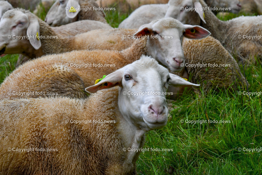 Schafe_ 24.10.2025-2 | 24.10.2025, Linz, AUT, Schafe, im Bild Themenbild, Schafe, Herde, Wiese, Weide, Natur, Tierfotografie, Gras, Ohrmarke, ruhend, friedlich, Landleben, Landwirtschaft, Bauernhof, Tierhaltung, Fellpflege, Nahaufnahme, Gruenflaeche, Nutztier, Wolle, Feature, Symbolbild