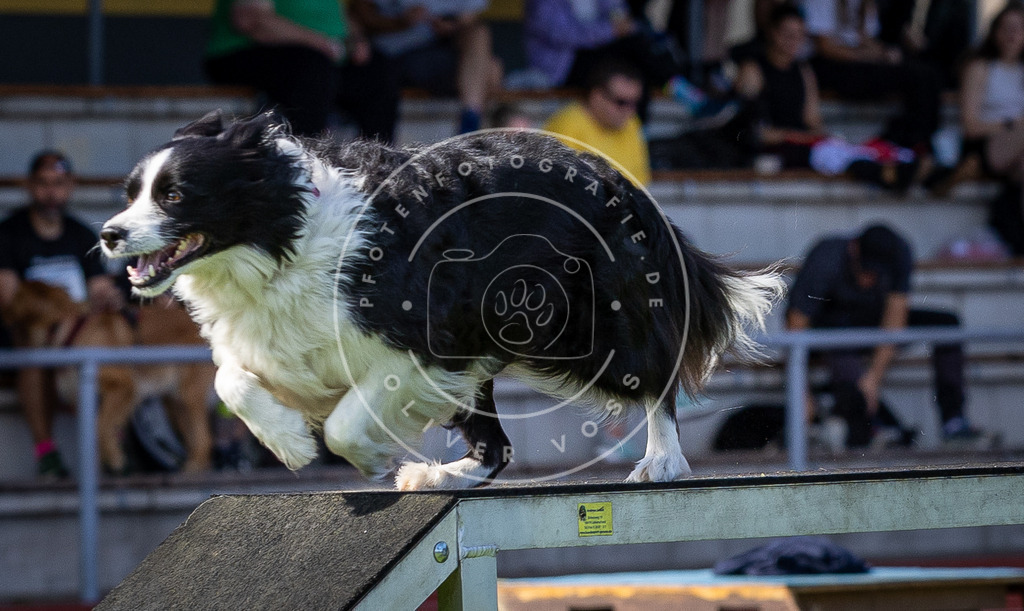 Pfotenfotografie_DV3A0757 | Hundefotografie, Tierfotograf, Pfotenfotografie, Fotoshooting Hund, Hunde Portrait, Hundesport, Hundeportraits, Heideshooting, Hunde, Sportfotograf, Hundefotograf, Turnierhundsport, THS,  - Realisiert mit Pictrs.com