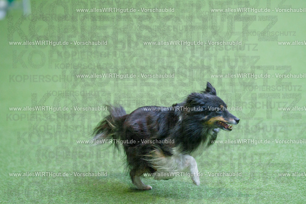 @allesWIRTHgut_Tierfotografie - www.allesWIRTHgut.de - 2604251450-7R505663 | Professionelle Tierfotografie in Mönchengladbach von Daniel Wirth (allesWIRTHgut). Liebevolle & natürliche Bilder von Hunden & Katzen für unvergessliche Erinnerungen.