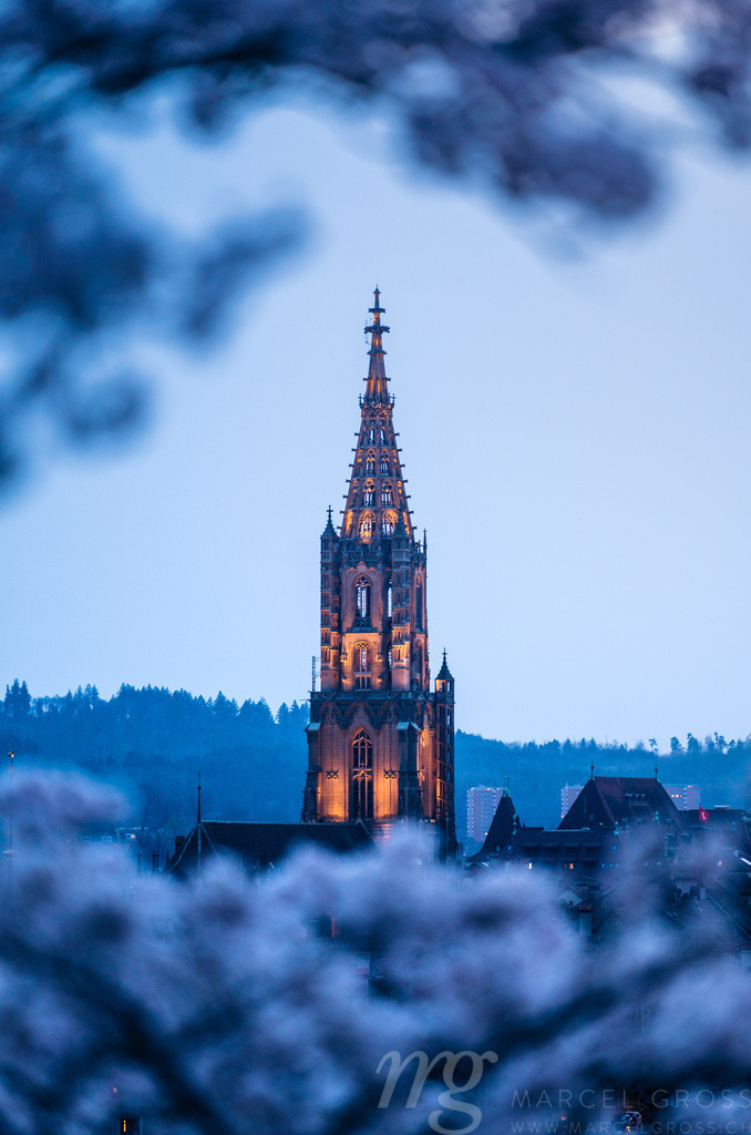 historic clocktower of Berner Münster during scenic cherry blossom in Rosengarten at blue hour | Die ideale Geschenkidee für Naturliebhaber. Naturbilder von Marcel Gross Photography für ihr Zuhause in den verschiedensten Formaten und Materialien. - Realisiert mit Pictrs.com
