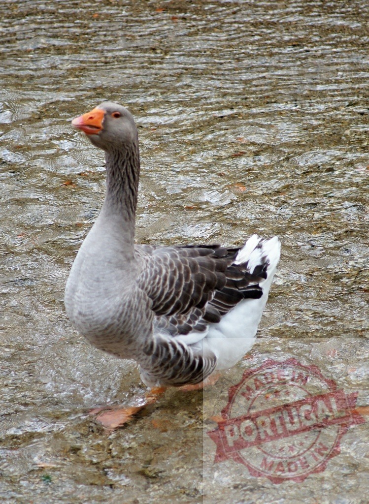 Gray goose standing wading in shallow river water | Goose standing in a shallow stream with water ripples during daylight - Realized with Pictrs.com