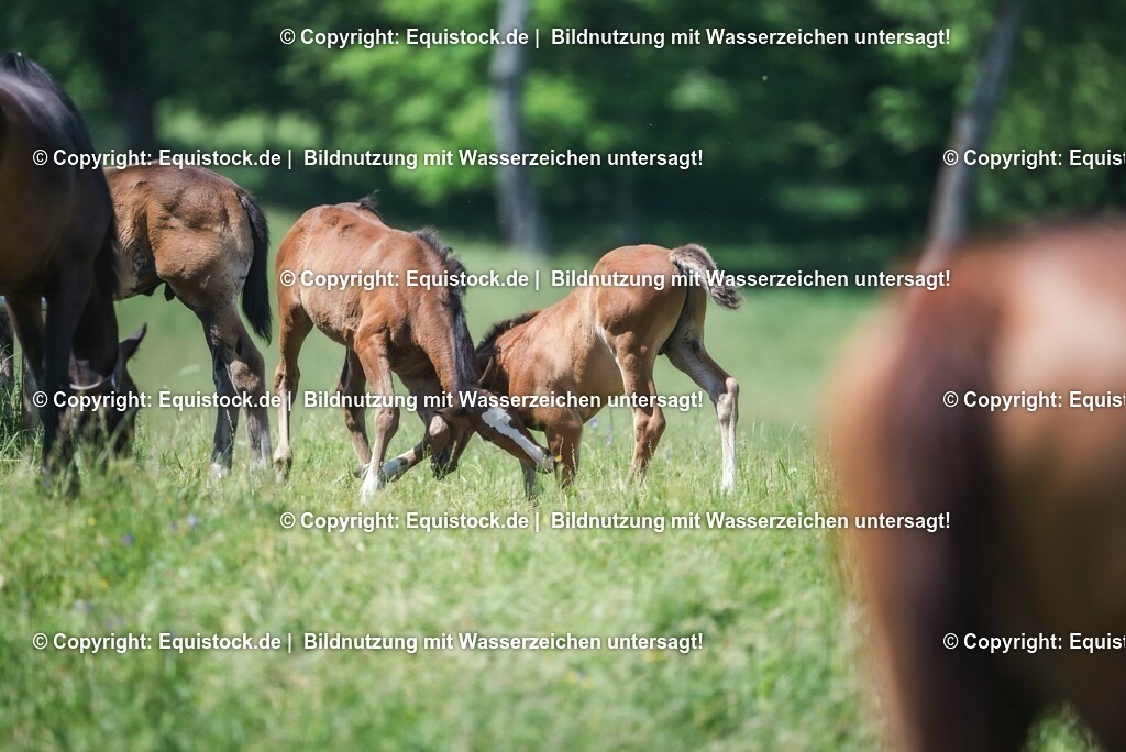 20210617_Fohlen_0411 | Foto: Thomas Hartig