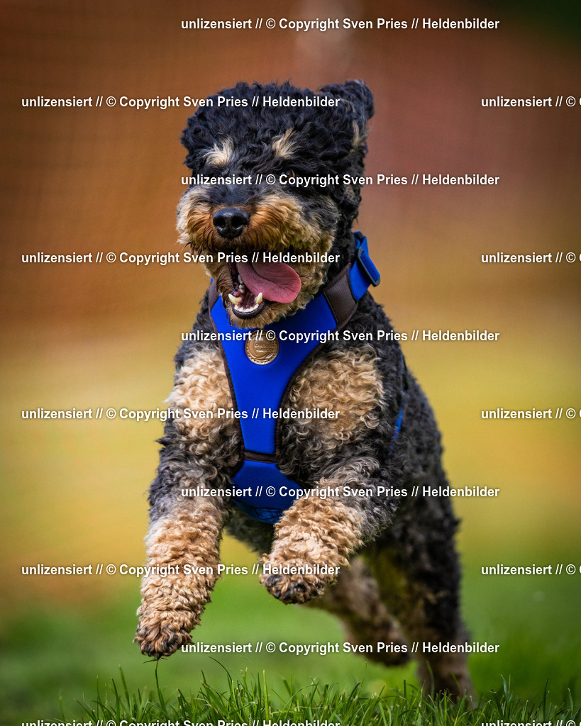 Sven Pries | 2025-04-13 - Hunderennen Baden-Baden - Realisiert mit Pictrs.com