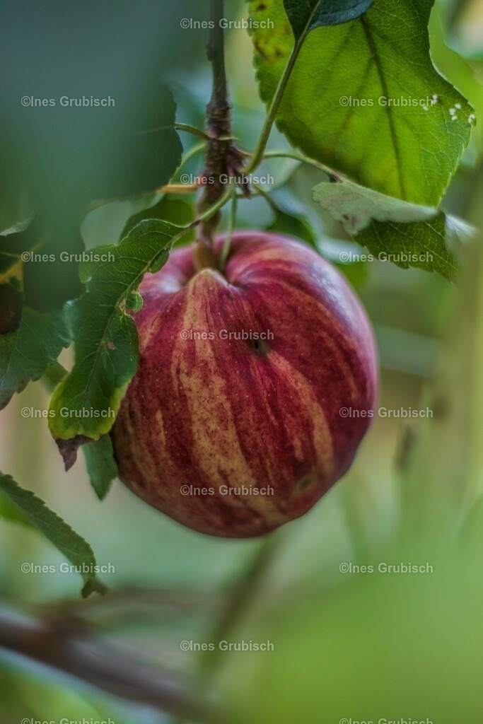 Reifer Apfel | Lila Lubbenbomm - Artwork by Ines Grubisch - Realisiert mit Pictrs.com