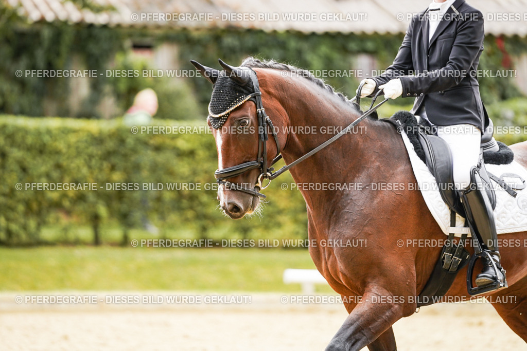 DSC03092 | Pferdegrafie