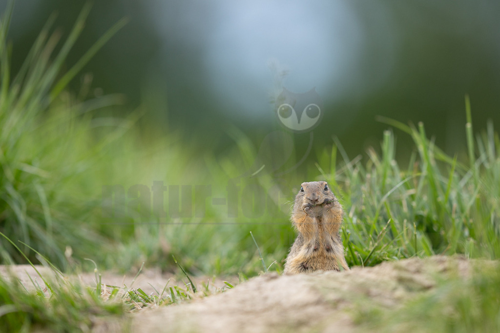R6M39603_20260521 | Ein Europäisches Ziesel (Spermophilus citellus) steht aufrecht auf einem Erdhügel in einer grünen Wiese und hält ein Stück Gras in seinen Pfoten, das es gerade frisst. Der Hintergrund ist unscharf und zeigt weitere grüne Gräser und einen hellblauen Himmel. - Realisiert mit Pictrs.com