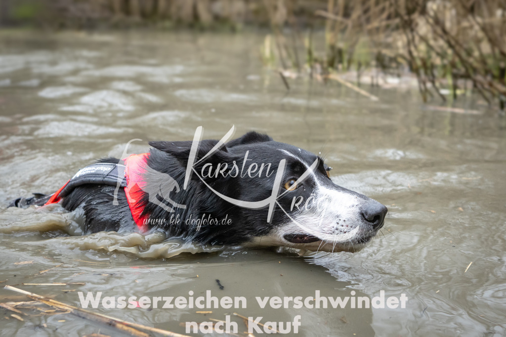 1410_ZZ97263 | kk-dogfotos