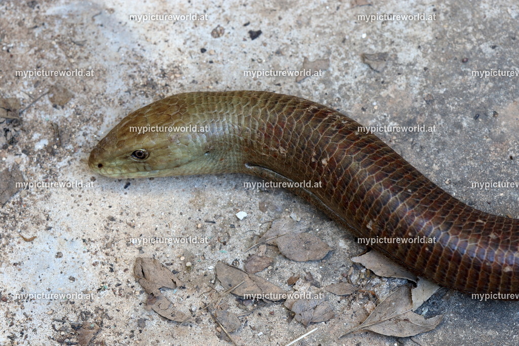 Scheltopusik-001 | Das Bilderarchiv über Tiere, Planzen und Landschaften. In der Bilddatenbank finden Sie ein große Auswahl an hochwertigen Bilder für Ihre Werbung - Realisiert mit Pictrs.com